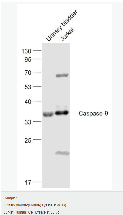 60543c5524225.png image.png